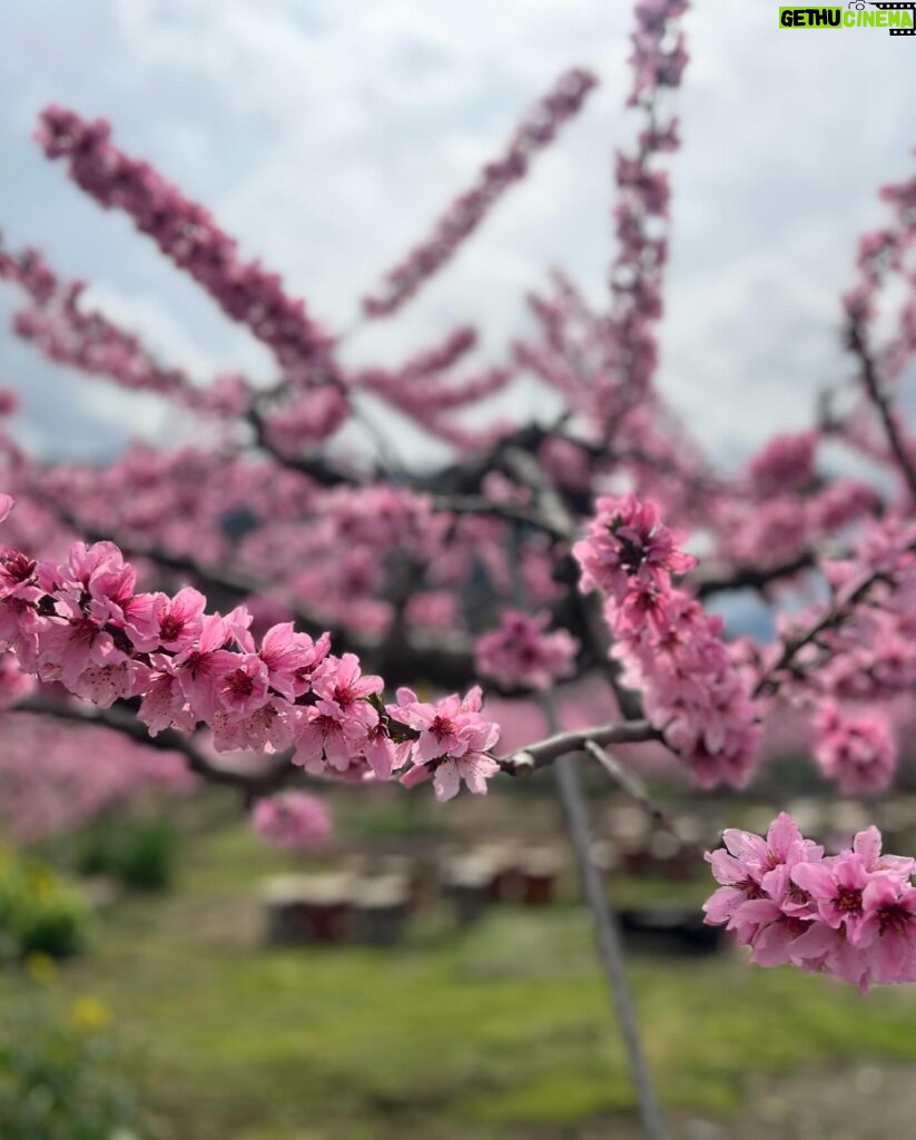 Manami Hashimoto Instagram - 今年もお誘いいただいて2回目の山梨県桃源郷💕田中農園さん。 満開の桃の花を見ながら栄養たっぷりとに育ったイワナをいただいて採れたての山菜や山椒の天ぷら、手打ちの手作りうどん、バーベキュー、美味しいものをたんまりいただきました😍😍お天気も良くサイコーすぎました(^ ^)とにかく癒された☺️