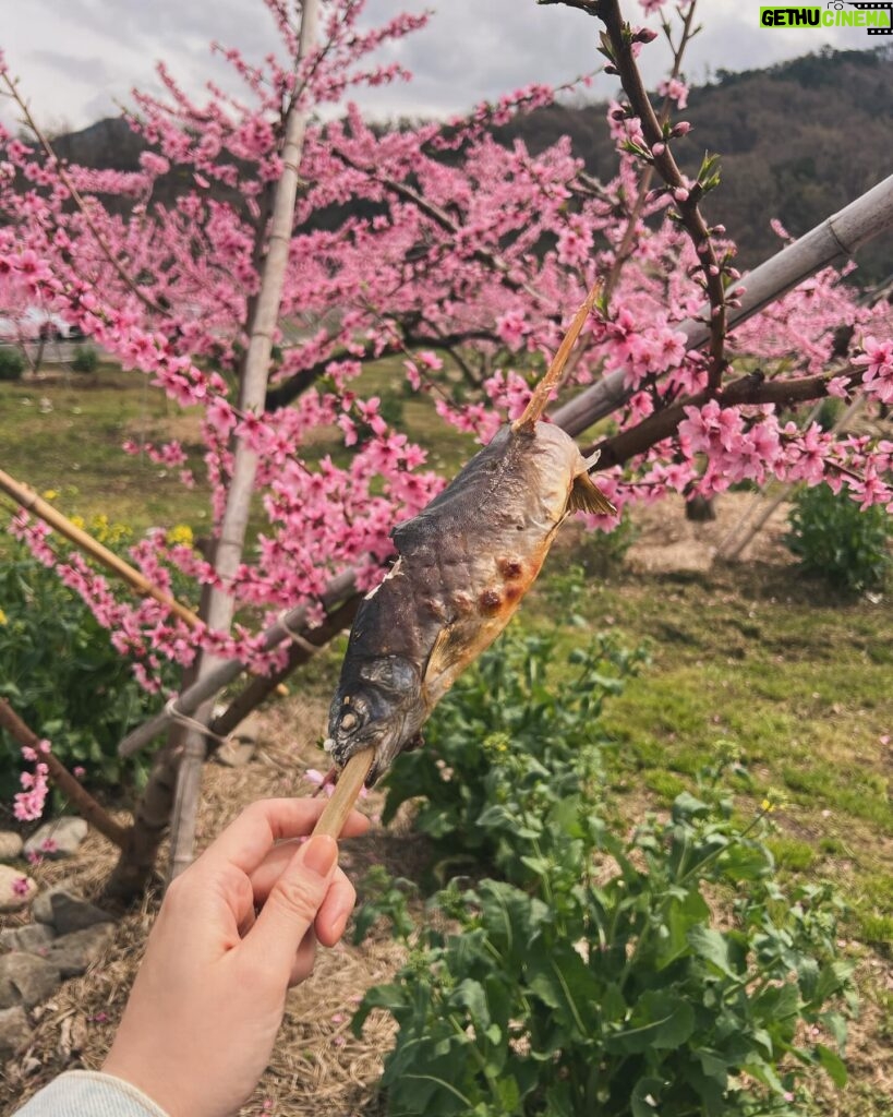 Manami Hashimoto Instagram - 今年もお誘いいただいて2回目の山梨県桃源郷💕田中農園さん。 満開の桃の花を見ながら栄養たっぷりとに育ったイワナをいただいて採れたての山菜や山椒の天ぷら、手打ちの手作りうどん、バーベキュー、美味しいものをたんまりいただきました😍😍お天気も良くサイコーすぎました(^ ^)とにかく癒された☺️