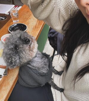 Mandy Tam Man-Huen Instagram - 多謝你喺生命最後嘅三個月陪伴了我們
正正是因為遇上了你很短的時間
喺我心目中，你就好似一個三個月大嘅初生嬰兒
而忘記了其實你已經12歲了，半個老婆婆了

發生得太突然
當我仲以為在我的未來一定佈滿你的身影
喺發生到你離開只係短短五日嘅時間
真係未準備好講再見
其實永遠都唔會準備好
但係我深信你選擇進入我嘅生命
係為咗帶比我愛 ，而唔係遺憾同傷心
真的我好滿足好滿足可以遇到你
陪伴你行過嚟最後嘅一段路
有好好的擁抱過你愛你錫你

多謝你寶貝，亨亨 

我依然好掛住你 

會將你留下嘅愛好好地傳遞比你嘅朋友同我自己🤍

我愛你 

再見，下次再見

#15042024
#loveyouforever
