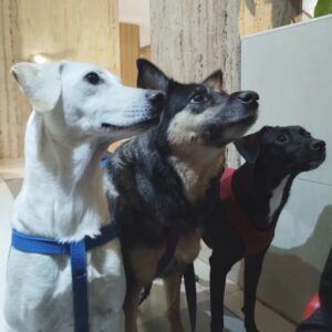 María Valenzuela Instagram - ¡Felíz día pequeñxs! Lxs amamos con todoooo lo que tenemos y más 💜🐶🐶🐶🐶🐶💜

#Pipa #Nina #Alain #Kika #Roma (por número de llegada 📸 *Roma y Kika son parecidas en las fotos... el lengüetazo es de Roma 😋 y la otra Morocha con cara de modelo es Kika🤩)

#seresDeLuz #superiores #amorosxs #incondicionales #alegres #compañerxs #fieles 🥰🥰💫✨💫✨