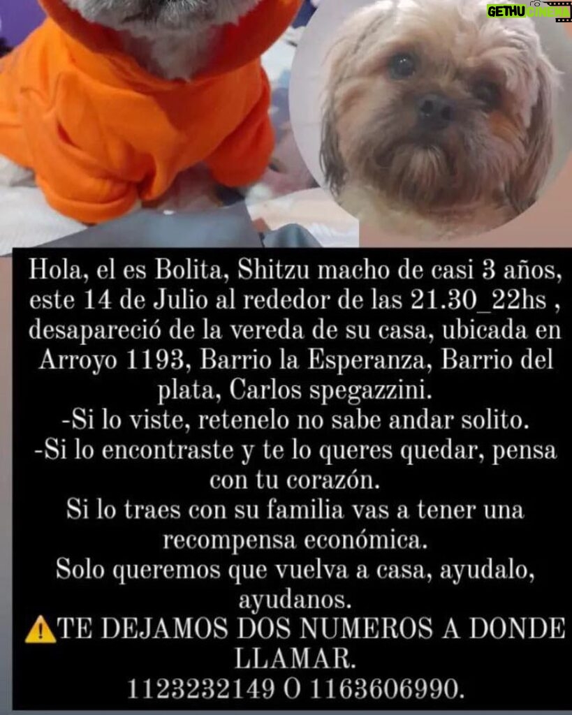 María Valenzuela Instagram - Hola! Él es Bolita, shitzu, macho de casi 3 años, este 14 de julio alrededor de las 21:30-22hs, desapareció de la vereda de su casa, ubicada en Arroyo 1193. Barrio La Esperanza. Barrio del Plata. Carlos Spegazzini. Si lo viste, retenelo, no sabe andar solito. Si lo encontraste y te lo queres quedar, pensa con tu corazón ♥️. Si lo traes con su familia vas a tener una recompensa económica. Sólo queremos que vuelva a casa, ayudalo, ayudanos. TE DEJAMOS 2 NÚMEROS A DONDE LLAMAR. 11232321- 1163606990 Lo extrañamos mucho 😭😭😭😭😭😞😞😞 DIFUNDÍ Gracias 🙏🏻🙏🏻🙏🏻