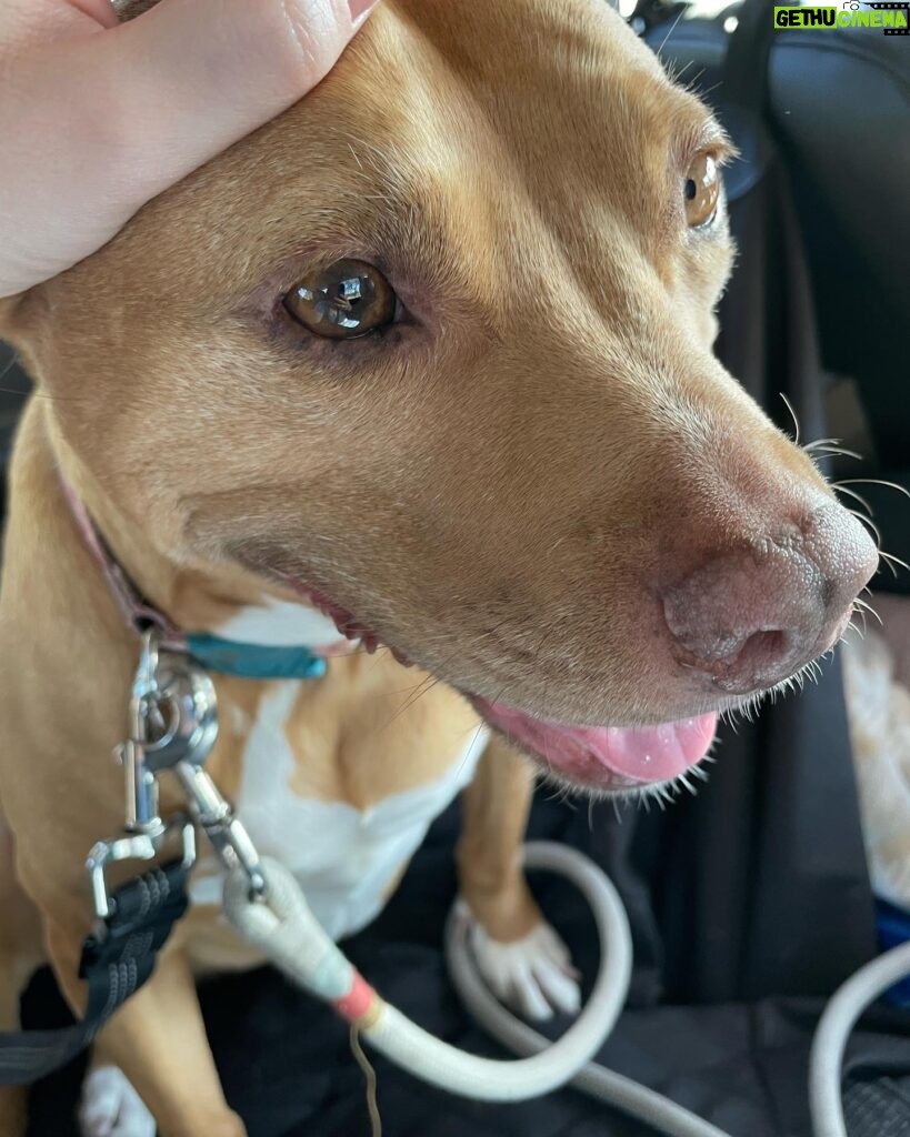 Mara Wilson Instagram - This is Aggie! You can make Aggie smile by going to the link in my bio to help her humans get food, hygiene supplies, and PPE to their unhoused neighbors! And doesn’t she have a beautiful smile? 🥺🥰