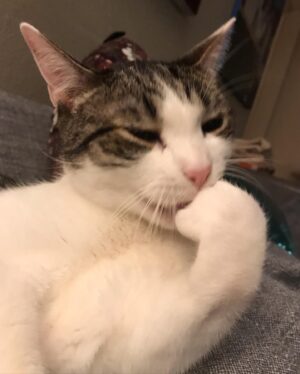 Mara Wilson Instagram - Theo is still kitten-ish after all these years