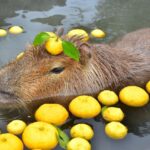 Mara Wilson Instagram - Capybaras are having a moment right now, and I’m thrilled because I finally found a word that rhymes with my name! No more “it rhymes with car, if car had an ‘a’ on the end” or being called “Mare-a.” I can just point to the Internet’s favorite giant rodent for guidance. Plus they are also just adorable.