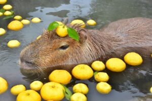 Mara Wilson Instagram - Capybaras are having a moment right now, and I’m thrilled because I finally found a word that rhymes with my name! No more “it rhymes with car, if car had an ‘a’ on the end” or being called “Mare-a.” I can just point to the Internet’s favorite giant rodent for guidance. Plus they are also just adorable.