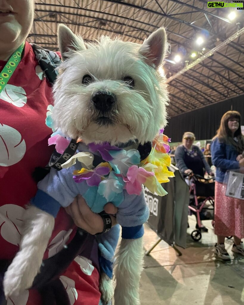 Mara Wilson Instagram - So long, beautiful Newcastle! Loved being at @comicconnortheast and meeting some of the NICEST people I’ve ever met! Special shoutouts to the fans who gave me a box of Cheerios, the woman who NAMED HER DAUGHTER Mara after me (!!!), this adorable dog dressed as Stitch, lovely afternoon tea at @malmaison on the Quay, WONDERFUL Indian food from @simlanewcastle and delicious Jamaican takeaway from Lev’s Delivery, and most of all the AMAZING women at Fenwick’s and the Clinique counter at @marksandspencer, who helped me pick out a beautiful dress and the perfect makeup for the event after BA lost my luggage! (I got it back a day before I left — all’s well that ends well!) I was so sad to leave the kind Geordies (and Scots!), the lovely Toon, and the beautiful countryside. I can only hope to be back soon!