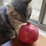 Mara Wilson Instagram - L’shana tovah from me and Freya!