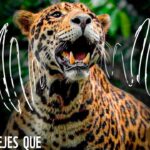 Marcela Carvajal Instagram – #jaguarday #díadeljaguar @wwf_colombia @wwfbolivia  @pantheracolombia .  Amo y respeto este animal, amo los felinos.  Sin el Jaguar nuestros ecosistemas están perdidos.  Por favor protejamos al Jaguar.  Entérate lo que puedes hacer siguiendo las páginas que están tagueadas acá 🙂😉