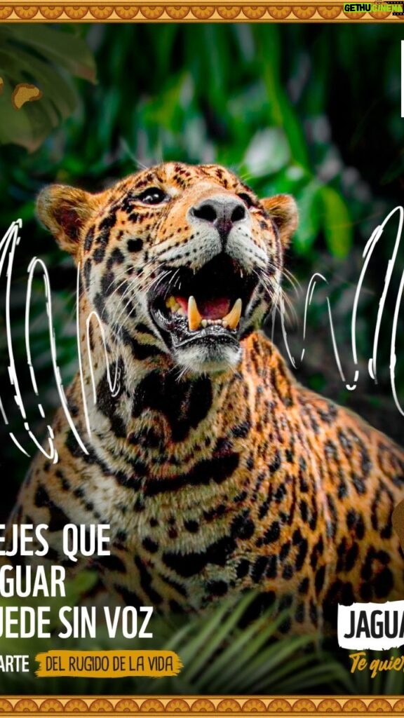 Marcela Carvajal Instagram - #jaguarday #díadeljaguar @wwf_colombia @wwfbolivia @pantheracolombia . Amo y respeto este animal, amo los felinos. Sin el Jaguar nuestros ecosistemas están perdidos. Por favor protejamos al Jaguar. Entérate lo que puedes hacer siguiendo las páginas que están tagueadas acá 🙂😉