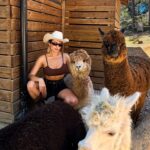 Margo Dumas Instagram – ✔️Обійматися з альпаками 🦙🤍

#alpacafarm 👉🏼 @merollabergueda