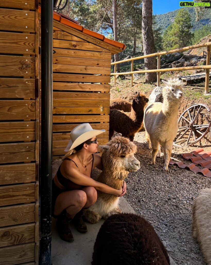 Margo Dumas Instagram - ✔️Обійматися з альпаками 🦙🤍 #alpacafarm 👉🏼 @merollabergueda