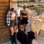 Margo Dumas Instagram – ✔️Обійматися з альпаками 🦙🤍

#alpacafarm 👉🏼 @merollabergueda