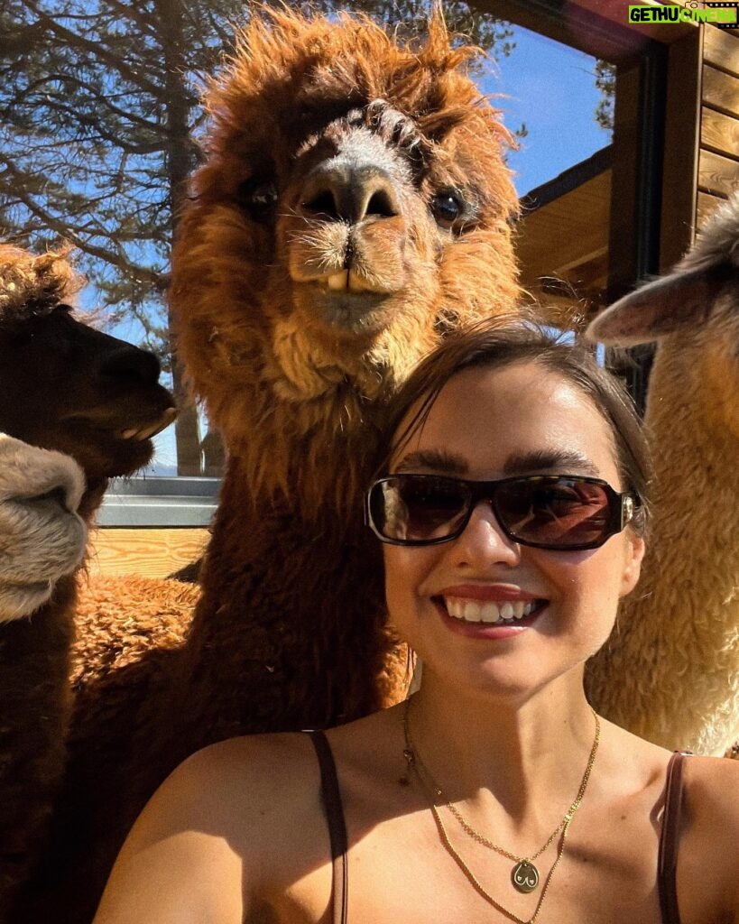 Margo Dumas Instagram - ✔️Обійматися з альпаками 🦙🤍 #alpacafarm 👉🏼 @merollabergueda