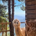 Margo Dumas Instagram – ✔️Обійматися з альпаками 🦙🤍

#alpacafarm 👉🏼 @merollabergueda