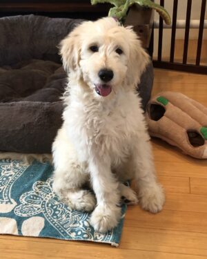 Marguerite MacIntyre Instagram - This hilarious playful bossy love sponge is 5 years old today. Gus makes bad days good and good days better. No one is a stranger to Gus. He’s all love from the first meeting. It’s disarming. And people respond with love in return. And joy. I know all of my neighbors because of Gus. I’ve learned so much from him. Happy Birthday to my beloved sweet pea, Gus!! ❤️❤️🐾