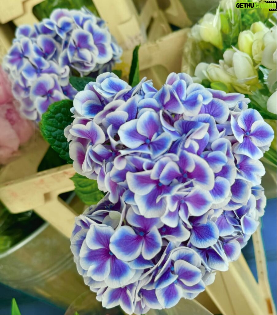 Mari Natsuki Instagram - #londondiaries #おはようシリーズ #お花シリーズ #goodvibes #stroll おはよう..... お散歩で見つけた花屋さんのお花🪸 こちら15℃、やや曇り よい日にね！