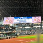 Maria Makino Instagram - ♡ ♡ ❤️⚾️LIVE DAYS！～心躍る大交流戦～⚾️❤️ 北海道日本ハムファイターズVS.横浜DeNAベイスターズ 2024.6.2🐻ES CON FIELD HOKKAIDO 🐻🐻🐿🦊 ❤️小村勝球団社長❤️ 「まりあちゃん！！！ナイスピッチ❣️❣️」by小村勝球団社長 まりあ両手振って球団社長のところへ走っていきました⚾️始球式後 小村勝球団社長も手振ってくれて、両手でハイタッチしてくださいました💕※小村勝球団社長とはじめてのハイタッチ❣️やば！ すごく嬉しかったです💖💖💖 　つづく 始球式後、取材していただきました。ありがとうございました💖 ＆ ⚾️試合観戦⚾️ ごーくんの打席から見れました💗💗💗💗💗💗💗※迷子になり、到着遅れた。石田さん＆小田さん＆のなちゃんが「まりあちゃん！！！ごーくんだよ！！！急いで！！」って、まりあの席を用意してくれてました。 ごーくんヒット💗💗💗💗💗💗💗「まりあのごーくんかっこいい💖💖💖きゃーー❣️❣️」byまりあ。わたしたち大盛り上がり✨✨✨ 2表終わって、きつねダンス🦊 「かわいいーー💕💕うちの娘。いちばんかわいい💖」by親バカまりあ 🎶ジンギスカン🎶 「石田さん！小田さん！ジンギスカンです❣️❣️」 立ち上がったサブリーダーズ。🐑🐑🐑 　つづく 3裏 ごーくん💗💗💗💗💗💗💗。バント❣️❣️かっこいいごーくん💗💗💗💗💗💗💗 「お！ごーくんバント上手👏」byマネージャーさんと石田さん。「でしょ🐰。ごーくんなんでもできるの🐰まりあのごーくん」byまりあ 郡司裕也選手について説明したまりあ「ぐんぐんぐんじ選手」 ･･･などなど。まじまりあうるさい🐰。メンバーとうちの試合観れるの嬉しくて、喋りすぎやけんし🐰🧡🧡 ゆあくんHR👑👑👑まじありがとうゆあくん❣️❣️「まりあの同級生！あ！同い年のゆあくんすごいじゃん❣️❣️」by石田さん😆 オースティンがネクストバッターズサークルにいて、わたしとオースティンの距離1mくらい🐰。 「Judge好きになったきっかけのオースティン選手です！」byまりあ「ヤンキースにいたってこと！？」by石田さん💙 「水谷選手めっちゃ飛んでる！！おー！」by小田さくらさん→水谷選手2ラン👑👑 🎵POP!←踊った石田さん💙小田さん🌸よこ💛きた🩵まりあ🐰はるさんニコニコ見てくれてありがとう💕 🎵わっちゅごーな←石田さん初見で完璧に踊ってた🎶＆まりあも踊ったよ🐰。ひちょりコーチGoodってしてくれました💚。「あ！！！マダム映った！」 🎵YMCA←石田さん＆小田さん＆まりあ踊りました💕。「めい踊ったことある！」byめいちゃん🐼。 🎵ファイターズ讃歌←石田さん＆小田さん完璧に踊る💕。まりあゴールドグローブ持って踊った自作ダンス。ほまれとめいちゃんはお行儀よく座って観戦⚾️ 🎵じぇーくんの登場曲←小田さん＆よこ、完璧に踊ってた🎶 「ライブ前に疲れちゃったら大変だよ！！」byサブリーダー石田さん💙 🎵チキバン覚えたメンバーだーれだ？？ 「わたしたち、試合も観れてこのあとライブするんだよ✨すごいね」byサブリーダー石田さん💙。まりあは大きく頷いた🐰。 試合観てたメンバーはライブ準備へ行きました🎤 まりあは、ダッシュで着替えダッシュで戻ってきました←ひちょりコーチ気づいたっぽい「おぉー！」って拍手してた👏💚。 石田さんは、勝った瞬間戻ってきてくれました。1本締めいっしょにしました。つーたんの背中見えたから、まりあも頭の上でぽん👏。 エンディング、がんちゃんグローブから始まった💖ありがとうございます✨✨✨ 福島蓮投手👑初勝利おめでとう✨✨ 水谷瞬選手👑プロ初ホームランおめでとう✨✨ ヒーローインタビューも近くで見れて感激🐰🎤💕 目の前通る時、フレップが手振ってくれた🦊 センターのごーくん鬼ちっちゃかったけど、打席のごーくん表情見えるくらい近い💗💗💗💗💗💗💗 ベンチにいるつーたん❤️ずーっと見えた💎。「SHINJOが上着脱ぎました！今」まりあ実況🐰 ライブ前に試合観戦できて、まりあとっても嬉しかったです💖 本当にありがとうございました❤️❤️❤️ ♡ ♡ 【撮影協力】 ママ友📸4枚目動画 小田さくらさん📸“ごーくんコーン茶のファイル”持ってごーくん応援してるまりあ※＆石田さんがごーくんのスクリーン撮ってくれてました #LOVE新庄 ❤️ #lovefighters 🐻🐻🐿🦊 #北海道日本ハムファイターズ 💖 #GAORA ⚾️ #モーニング娘24 #牧野真莉愛