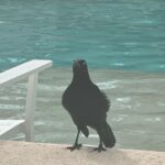 Maria Stavang Instagram - Her er 10 bilder Magnus har tatt av meg på feire i Mexico.
