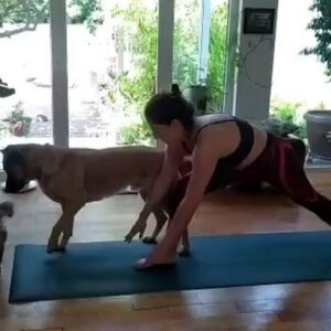 Mariana Loyola Instagram - Practicar yoga con un perro y una gata 😂😂😂

La foto del final lo resume todo. 

Feliz Navidaccccc humanxs.
Abrazo cariñoso y contenedor para cada unx. 

Ojalá les regale una sonrisa ♥💫