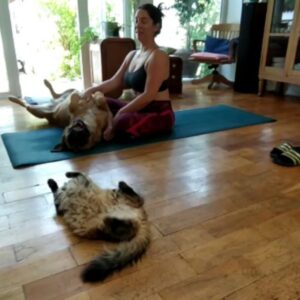 Mariana Loyola Instagram - Practicar yoga con un perro y una gata 😂😂😂

La foto del final lo resume todo. 

Feliz Navidaccccc humanxs.
Abrazo cariñoso y contenedor para cada unx. 

Ojalá les regale una sonrisa ♥💫