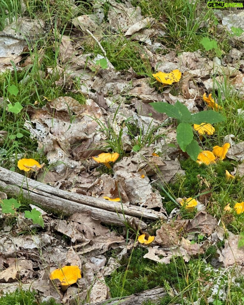 Marie Legault Instagram - Un week-end nature dans un cadre exceptionnel 🌳 #chevauxpassion #nature #yoga #sourire #bienetre #bonheur#campagnefrancaise #beaupaysage #girolles #champignonsauvage #cueillette #chienheureux #weekenddereve #cielmagnifique #fleurs #roses #arbrescentenaires #belleforêt #randonnée #gratitude