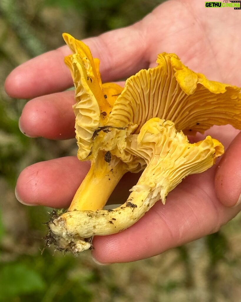 Marie Legault Instagram - Un week-end nature dans un cadre exceptionnel 🌳 #chevauxpassion #nature #yoga #sourire #bienetre #bonheur#campagnefrancaise #beaupaysage #girolles #champignonsauvage #cueillette #chienheureux #weekenddereve #cielmagnifique #fleurs #roses #arbrescentenaires #belleforêt #randonnée #gratitude