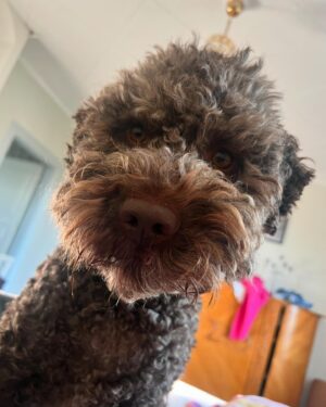 Marika Carlsson Instagram - 4år i dag! Familjens glädjespridare och familjens mittpunkt. Alltid vid vår sida, alltid nyfiken, alltid utmanande, alltid leksugen och alltid den som tar mest plats i sängen! #lagotto #4år