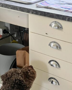 Marika Carlsson Instagram - 4år i dag! Familjens glädjespridare och familjens mittpunkt. Alltid vid vår sida, alltid nyfiken, alltid utmanande, alltid leksugen och alltid den som tar mest plats i sängen! #lagotto #4år