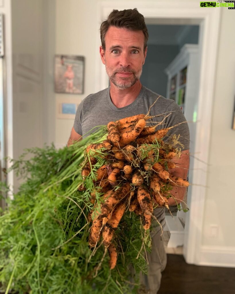 Marika Domińczyk Instagram - 🥕 🥕 🥕 Last #harvest from our #garden @scottkfoley #carrotcake in our future (and #carrotmuffins 🤗)