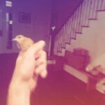 Marika Domińczyk Instagram – Guys!  #thanksgiving is around the corner! 
Here’s an AMAZING video of @scottkfoley catching a bird like a ninja 🤣 – please take note of how much he hates that I’m filming him… just wanted to say I think I’m a good sport! (On the heels of next weeks #thanksgivingshopping🤗)