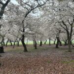 Mariloup Wolfe Instagram - Aujourd’hui sous la pluie, j’ai découvert la magnifique ville de Washington où les cerisiers étaient tous en fleur! 🌸 Vive le printemps! Ce qui m’a aussi marqué c’est le nombre et la beauté des bâtiments historiques. En plus que tous leurs musées sont sur la même rue et sont gratuits!!!!! C’est-tu pas merveilleux!!! Toute cette journée de découverte dans le but de venir présenter mon film Cœur de Slush invitée par le Bureau du Québec à Washington dans le cadre du mois de la francophonie! Merci pour cette belle invitation!!! 💙
