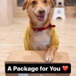 Marina Abraham Instagram - Here comes our Desi Girl 🐶😀 @browniethedesigirl #newaccount #dogsofinstagram #desigirl #petlovers #pet #dog #browniethedesigirl #dogreels