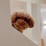 Marina Bastarache Instagram - Un peu de Bruno dans votre feed parce que je m’ennuie dejà de lui (même si ça fait juste 24h qu’il est chez sa tatie @marika_bastarache avec sa cousine LEYAAAAAAAA)! Je peux pas me passer de lui! Cacawuettiiiiiii di mamina Ps. La 3ieme photo 😂🤌🏻👑