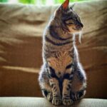 Marisa Cruz Instagram - Esta é a Mel, a gata mais meiga que conheço.