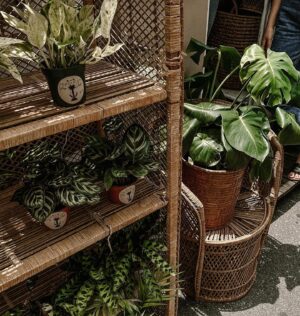Marissa Gialousis Instagram - I drove 7 miles for a free plant from marketplace today. Is that bayud (gilly voice) s/o if u know what I’m even talkin about

#flogrown #pureflorida #roamflorida #tampabay #exploreyourcity #tampablogger #stpete  #stpeteblogger #bestofday #tampa #illgrammers #fatalframes #tampaflorida #agameoftones  #moodygrams #summer #igdaily #moody #aestheticedits #photooftheday #florida #tampabay #thepearltampa #plantdad #plants #plant