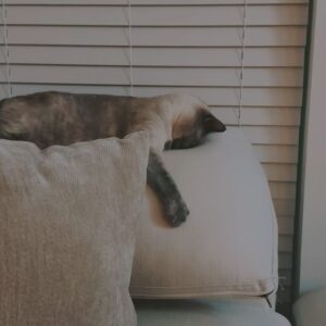 Marissa Gialousis Instagram - smile at the little shits ya kno…

Swipe to see bills fave way to sleep