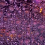 Mariya Nagao Instagram - @teamlab_borderless 💎✨💖 麻布台ヒルズにできたチームラボに行ってきましたっ 探検しながら発見するをテーマに本当に規模が大きくて色々な世界に彷徨って行ったり戻ったりしながら新しい発見をしたよ 歩くいたところに川が流れたり壁を触ると花が散ったり感動したぁ😌 #麻布台ヒルズ #teamlabborderless #tokyo #チームラボボーダレス