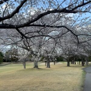 Mariya Nagao Instagram - アップグレードゴルフ収録
とっても暖かくて心地よくて桜も綺麗でした🌸
ゴルフの季節だ今年もたくさんゴルフしよう☺️⛳️