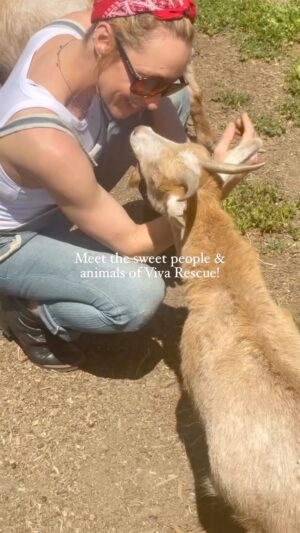 Marnie Alton Instagram - This is my new favorite place @vivaglobalrescue. To learn more about this magical sanctuary (or just see more cute goat pics!) head to my latest profile post. Please share & like to support this really special place. 🐐🐾❤️