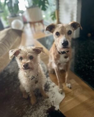 Marnie Alton Instagram - “Okay I was gone for a minute but I’m back now…”🎶🎵

Proof of life photos   my current view as I sit writing this… (cus I just can’t with their scruffy little faces begging for breakfast🥰)

Quickie update: I needed a mental break from social media the last month or so to breathe, to hear my own thoughts again, to stop the endless scroll & seemingly bottomless push to create ‘content’. It left me feeling like I was always a step behind (if not utterly failing🫠) 

I’m back here because I’m feeling better. I miss the beautiful bits of IG: that we can find each other from literally all over the world, that we can talk about the real sh%*, learn stuff, inspire each other, share things that make us laugh & even cry. You know…LIFE in all the colors! 

So I’m gonna try again. Wanna hang out with me here? What do you wanna talk about?! Let’s create this space together cus isn’t that really what it’s all about? I’m off to feed my pups now. See you on the gram! 🌈✨🫶

#mbodyglobalfam