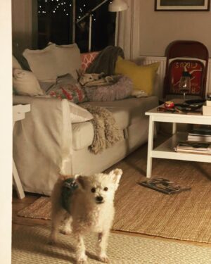 Martha Plimpton Instagram - Can you BELIEVE I live with this??? How lucky am I? These boys are my #savinggrace #JimmyJazz #Walter #seniordogsofinstagram #gloriousanimals #dogmom #ilovemygoddamndogs #rescuedogsofinstagram #abortionishealthcare #mydogsloveabortion 🤷‍♀️❤️❤️❤️❤️❤️ #swipeleft⬅️