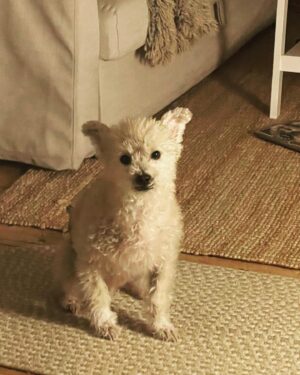 Martha Plimpton Instagram - Can you BELIEVE I live with this??? How lucky am I? These boys are my #savinggrace #JimmyJazz #Walter #seniordogsofinstagram #gloriousanimals #dogmom #ilovemygoddamndogs #rescuedogsofinstagram #abortionishealthcare #mydogsloveabortion 🤷‍♀️❤️❤️❤️❤️❤️ #swipeleft⬅️