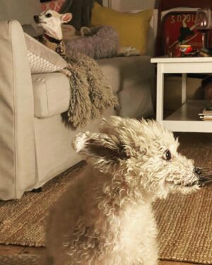Martha Plimpton Instagram - Can you BELIEVE I live with this??? How lucky am I? These boys are my #savinggrace #JimmyJazz #Walter #seniordogsofinstagram #gloriousanimals #dogmom #ilovemygoddamndogs #rescuedogsofinstagram #abortionishealthcare #mydogsloveabortion 🤷‍♀️❤️❤️❤️❤️❤️ #swipeleft⬅️