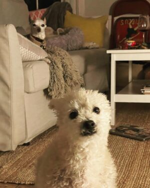 Martha Plimpton Instagram - Can you BELIEVE I live with this??? How lucky am I? These boys are my #savinggrace #JimmyJazz #Walter #seniordogsofinstagram #gloriousanimals #dogmom #ilovemygoddamndogs #rescuedogsofinstagram #abortionishealthcare #mydogsloveabortion 🤷‍♀️❤️❤️❤️❤️❤️ #swipeleft⬅️