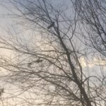Maryam Boubani Instagram - #وارطان سخن نگفت وارطان ستاره بود: یک دم در این ظلام درخشید وجست ورفت. وارطان سخن نگفت وارطان بنفشه بود: گل دادو مژده دا«زمستان شکست و رفت.... #شاملو #بیاد همه بنفشه ها #نوروزتان خجسته باد.