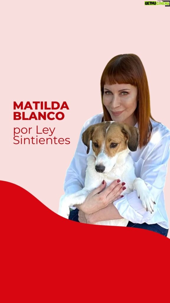 Matilda Blanco Instagram - ¡Gracias @matildablanco por alzar tu voz por los animales y pedir por #LeySintientes! ❤️ Matilda Blanco te invita a firmar y compartir nuestra petición para que todos los animales sean declarados sintientes y sujeto de derecho y dejen de ser catalogados como “COSAS” en el Código Civil y Comercial Argentino. 🇦🇷 ¿Nos ayudás a llegar a 1 millón de firmas? 🙏🏻 ¡LINK EN BIO! #MatildaBlanco #DerechosAnimales #SintienciaAnimal #Argentina . Thank you Matilda for raising your voice for the animals and supporting #SentientLaw! ❤ Matilda Blanco invites you to sign and share our petition so that all animals are declared sentient and subject to law and stop being considered as “OBJECTS” in the Civil and Commercial Code in Argentina. Help us reach 1 million signatures 🙏🏻 LINK IN BIO! #AnimalRights #AnimalSentience