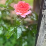 Maude Hirst Instagram – 🌷REWILDING WEDNESDAYS🌷

My new favourite practice! Watching my garden come to life in the sunshine.

If you’re feeling stressed, get yourself out into nature – it’s pure magic.

#rewild #garden #flowerpower #naturemoments #calm