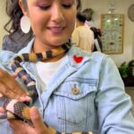 Mayella Lloclla Instagram – Hoy con mi familia y sobrinos conocimos e interactuamos en el increíble mundo de los animales exóticos 🐍🪳y de las mariposas 🦋muy fascinante todo , se los recomiendo para que vayan en familia , con amigos , los guías son súper dinámicos y divertidos 🤩

#artrotheca #morphotheca #MayellaLloclla #familia #Gaelvasquez #animalesexoticos #insectos #culebras #serpiente #mariposas #rataegipcia #mantis #tarantula #turismo #educación #biologia #atraccion #naturaleza #biologia #niños #parati #animalesfantásticos #animales #animalesdelmundo #animals