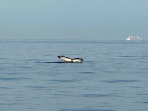 Megan Boone Instagram - Whale watching off the coast of NYC with the @riverkeeper community whose work helps make all of this possible (give the second slide some time. It’ll be worth it) 🐋