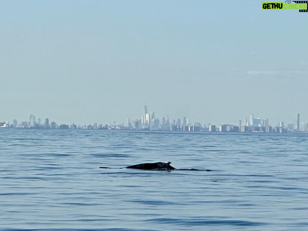 Megan Boone Instagram - Whale watching off the coast of NYC with the @riverkeeper community whose work helps make all of this possible (give the second slide some time. It’ll be worth it) 🐋